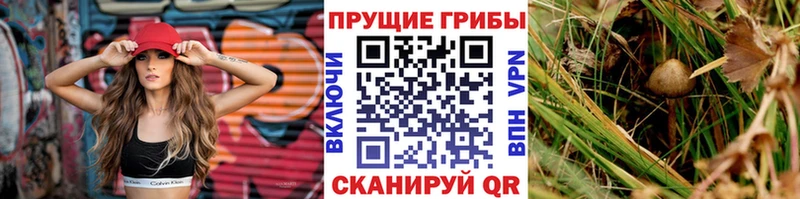 Галлюциногенные грибы Cubensis  цены   Курильск 